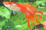 A kunoleges: Crowntail